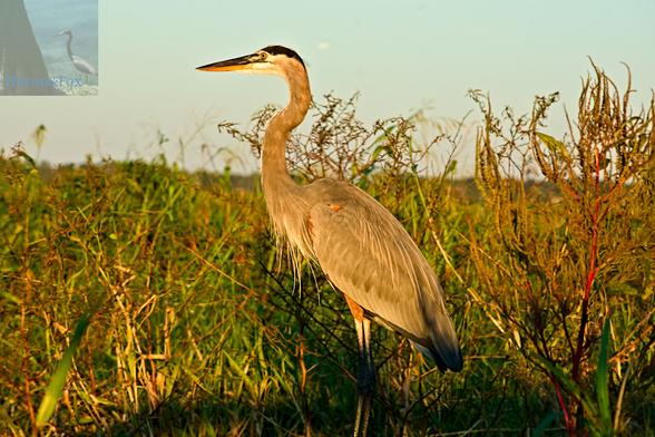 An outdoor photograph in the evening of a large bird with blueish-gray feathers on its body and darker feathers on its head, on the top of a long neck. Green vegetation is behind it, with a marsh beyond that.