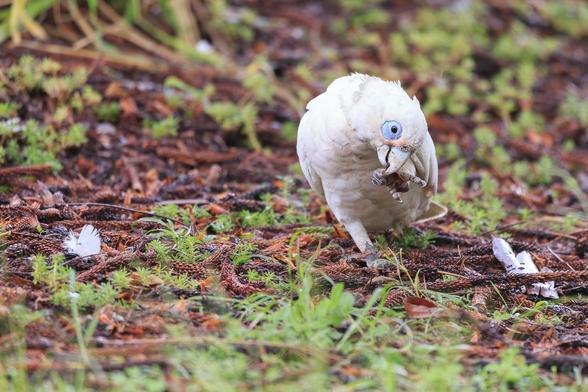 A white cockatoo type bird (Little Corella) with blue skin patch around its eye, and slight pink feathers at the base of the beak, leans over to chew on a pine needle it is holding with its foot.