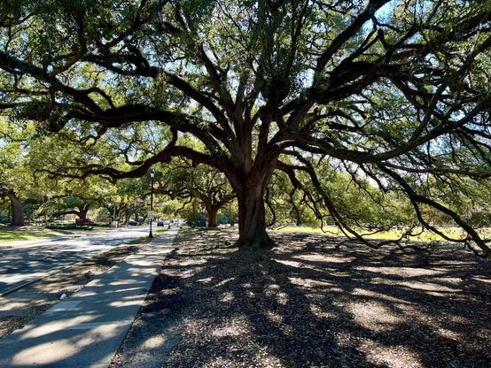 A double row of spreading Live Oak trees is seen on either side of side of Highland Road on the LSU Campus. The Parade Ground is off to the right of the picture.