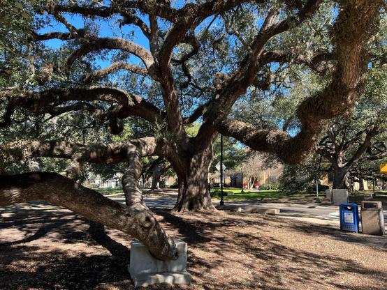 A particularly interesting Live Oak is found at the southeastern corner of the LSU Parade Ground. It even has a custom built concrete support for one of its drooping limbs seen in the foreground. The branches of this tree are covered in Resurrection Ferns and mosses, Ball Moss is also visible in the smaller branches.