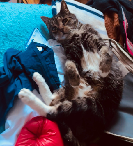 Pica, a small tabby with white socks and belly lies on her back in a pile of dirty laundry.