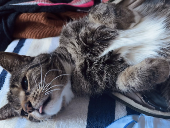 Pica that tabby cat makes a “bleep” with her little pink tongue she is so relaxed it’s like she has no bones.