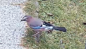 jay side view from the top
jay standing on grass looking down to nuts