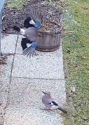 two jays one standing on the ground looking up to the other just chased off
the other in the air about 1 meter above ground wings extended, brown back visible, wings are blue, white and black
