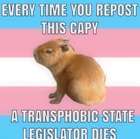"every time you repost this capy a transphobic state legislator dies"

and it's a capybara over the trans flag`