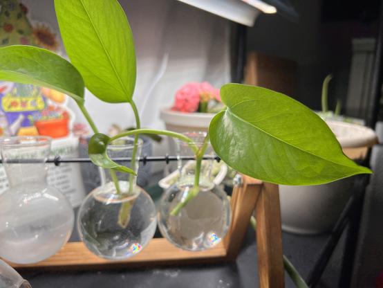 A photo of two pothos stems, each with two leaves, in small glass bowls of water under a grow light. The pothos leaves are long and vaguely heart shaped, with a thick stem in the water.