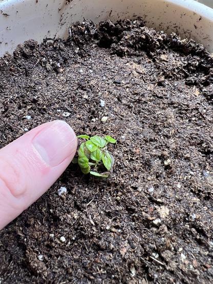 A photo of a bundle of tiny little green leaves with very distinct veins. My thumb is next to the whole bundle showing that the collection of ten tiny leaves is about the size of my thumbnail.