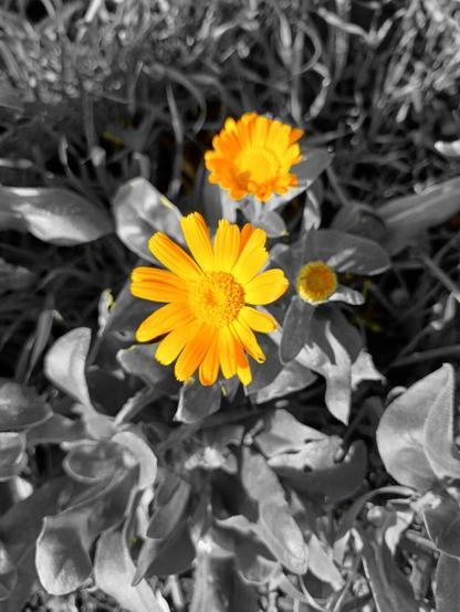 Bright yellow flowers growing by the seafront standing out against an edited mono background