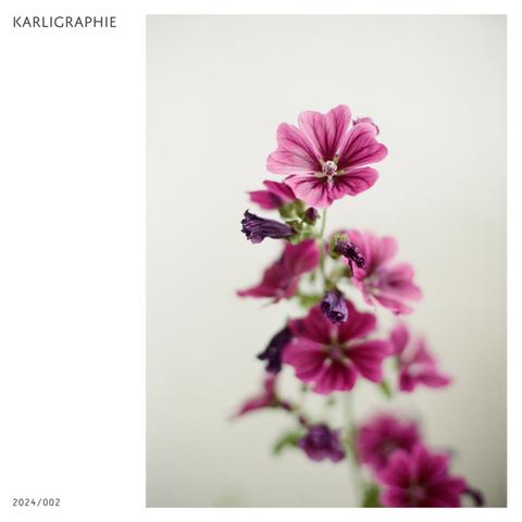 Ein weiteres Mal die Malva sylvestris von unserem Balkon. Ein Butterweiches Death of Field, oder Bokeh, wie es bei einem solchen floralen Motiv vielleicht sogar besser passt.