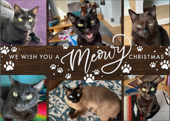 Front of a holiday card reading “we wish you a Meowy Christmas” with photos of six cats — one Siamese and five black all looking at the photographer
