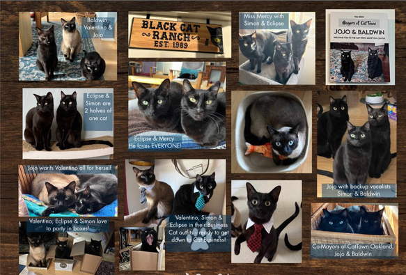 Back side of holiday card with 12 photos of the kitties  in different groupings including news about their year in 2023