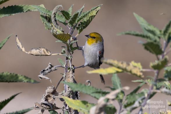 A small, gray, somewhat oblong songbird with a striking yellow head clings to the side of a small leafy plant.