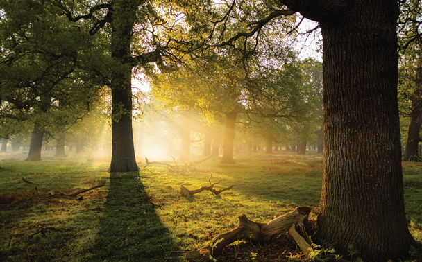 sunlight shining through trees in a forest