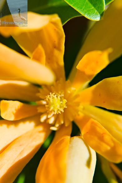 A macro, close-in photograph of a champaca flower with a yellow cone in the center and yellow petals.