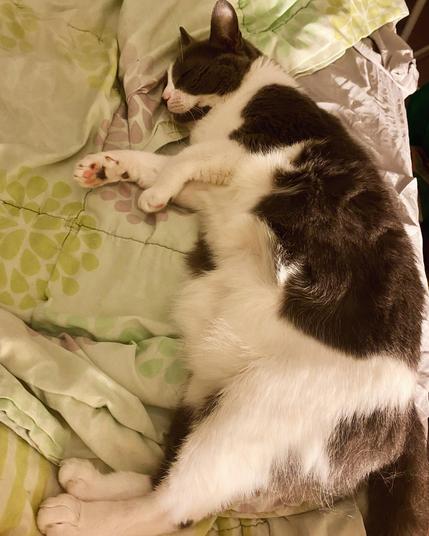 A grey and white cat lying on her side, exposing furry cat belly.