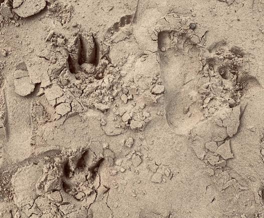 Regular illegal dogs on NSW beaches