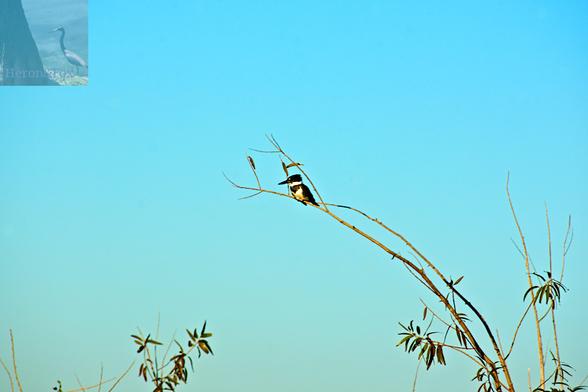 An outdoor, evening photograph of a thin stem of a plant rises from the bottom right to the center of the frame, where a black and white bird sits, looking down.