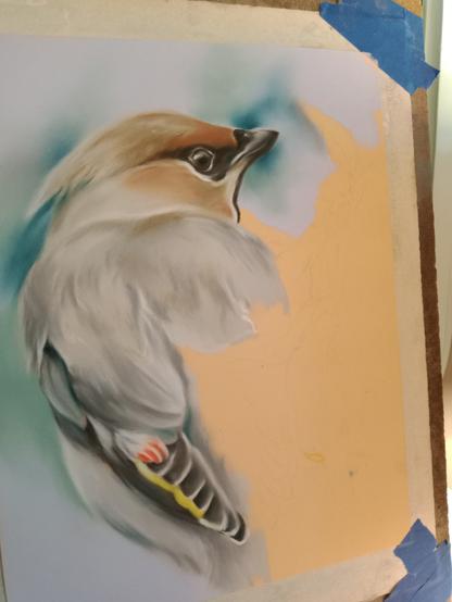 Pastel artwork in progress on a cedar waxwing bird looking to the left. Bird has warm gray feathers and black markings around the eye. Paper is a yellow color.