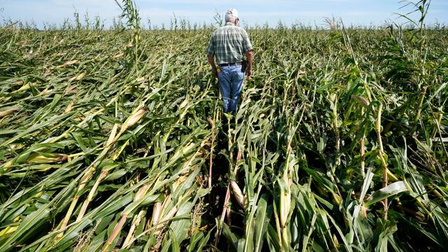 photo - farmer walking over corn wind damage in his field