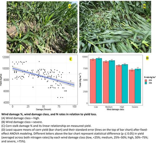 charts and photos - corn wind damage assessment - Wind damage %, wind damage class, and N rates in relation to yield loss. (A) Wind damage class—high. (B) Wind damage class—severe. (C) Corn stalk damage % and its linear relationship on measured yield. (D) Least square means of corn yield (bar chart) and their standard error (lines on the top of bar chart) after fixed-effect ANOVA modeling. Different letters above the bar chart represent statistical difference (p ≤ 0.05) in yield (averaged across both nitrogen rates) by each wind damage class (low, <25%; medium, 25%–50%; high, 50%–75%; and severe, >75%).