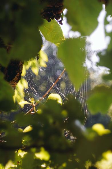 A spider web behind some green leaves. The sun shines through, giving everything a warm look.