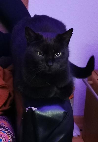 Picture of a black cat on a faux leather chair
