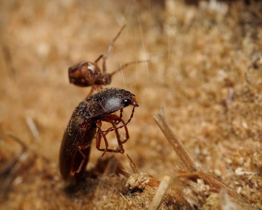Macro photo of a click beetle trapped in a web. An out of focus spider is in the background