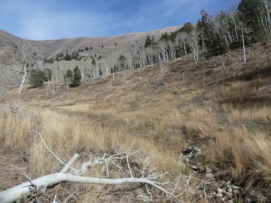 North Fork Timber Creek (where it has water!) in High Schells Wilderness, Humboldt National Forest, Nevada

A valley of dried grass with rocky walls climbing to bare tops. Lines and groups of leafless aspen and bright green spruce occupy the lower hillsides.