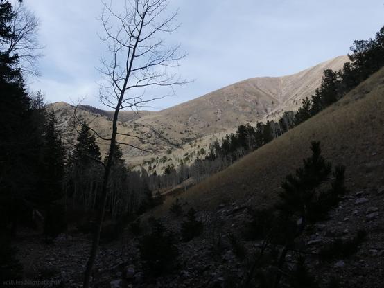 South Fork Timber Creek, High Schells Wilderness, Humboldt-Toiyabe National Forest, Nevada.

In the bottom of a valley with spruce popping up among bare aspens along the right and a steep slope going up the right. A line of similar trees grows up the side of a hill.