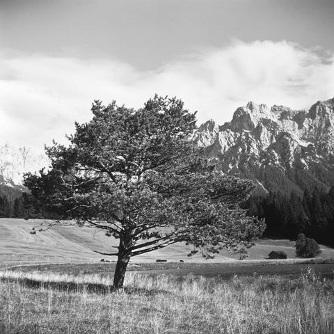 Monochrome photo of a tiny pine in front of huge mountains.