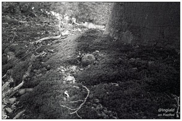 In the top right we see a smooth trunk of a beech tree. At its foot lies a thick bed of moss. It is strewn with twigs, dry leaves and the husks of beechnuts. A ray of sunlight falls over the bed at about 1/3 of the picture from top to bottom. There is a small round lump of tree root sitting in the bed at the centre.