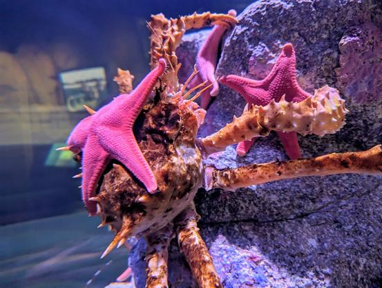 side view photo of a large spiky crab climbing a rock with a pinkish/red starfish on its back that looks like a jaunty hat.
taken at the Aquarium of the Pacific in Long Beach, CA