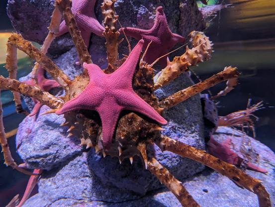photo of a large spiky crab with a pinkish/red starfish on its back that looks like a jaunty hat.
taken at the Aquarium of the Pacific in Long Beach, CA