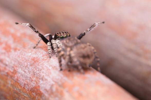 Dancing maratus/peacock spiders on a curled piece of bark