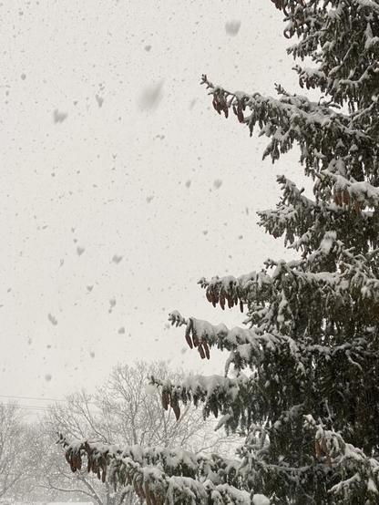 Snowflakes several inches wide each falling around tall pine tree