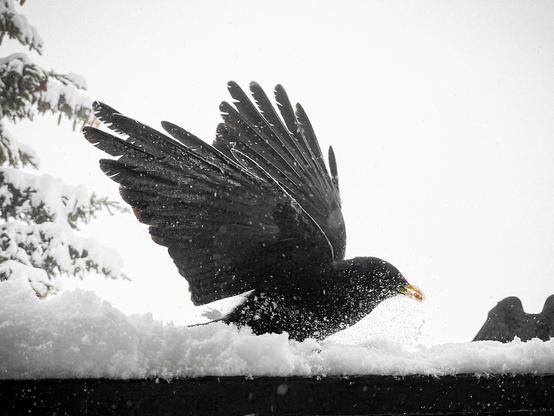 Alpendohle (Alpine Chough), a black bird with a yellow beak, feasting on raisins in the snow on a foggy winter day at Riederalp (Switzerland).