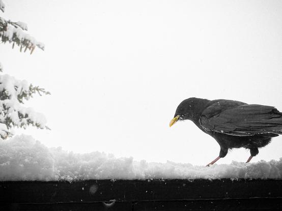Alpendohle (Alpine Chough), a black bird with a yellow beak, feasting on raisins in the snow on a foggy winter day at Riederalp (Switzerland).