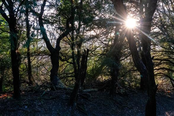 Bright sunlight flares in between trees along a path. Many of the trees have bare branches, but some are green with leaves.