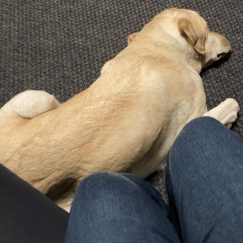 En lys labrador ligger på gulvet mellom bena mine Kun et par blå jeans og hvite sokker synes. Hundens hode er vendt bort fra kameraet, og den ser ut til å hvile eller sove. Hunden ligger på siden med kroppen litt bøyd, slik at bakbeina er nærmere personens ben enn hundens hode er. Bakbeina er bøyd og under kroppen, mens forbeina er strukket fremover langs gulvet. (Måten kroppen er vridd på får han til å ligne på en lite stekt pariserloff eller noe sånt:p) Hodet hviler ned mot gulvet, vendt bort fra meg og ørene er avslappet og flate mot hodet.