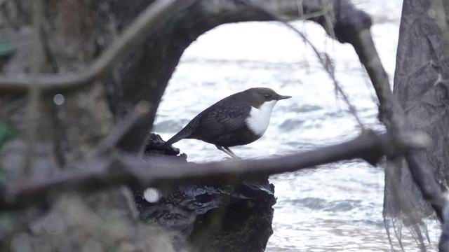 A dipper bird standing on a rock looking to the right over a river. It is framed by a set of branches around it, and viewed almost in profile against the river background.