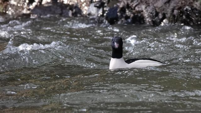 A male common merganser swimming in a river, looking towards the camera. It has a white body and black neck and head. It has a surprised expression on its face.
