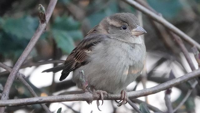 A female sparrow standing gripping a branch, facing towards the right. It has a fluffy grey/slate body, with lots of feathers visible. Its wings are darker, and somewhat striped.
