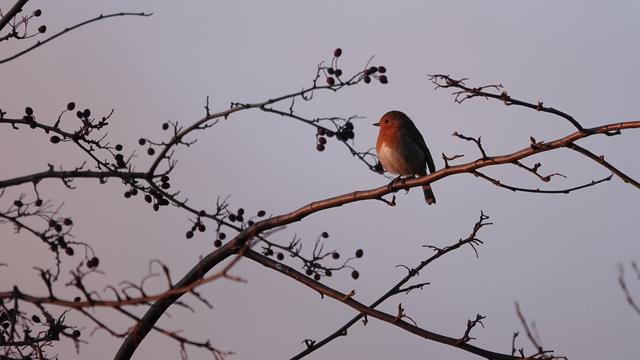 A red breasted robin standing on a branch in sunset light. Branches reach around it, and the bird is almost viewed in profile. Its red glows.