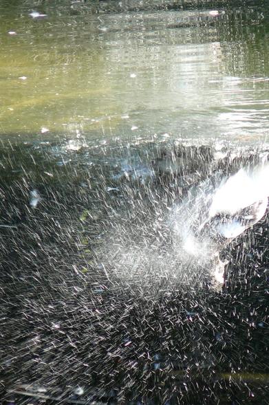 A duck splashes water around it in the green, calm pond, invisible under the rain of fine white droplets in the air