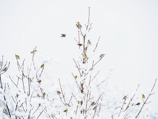 Winterschwarm Erlenzeisige