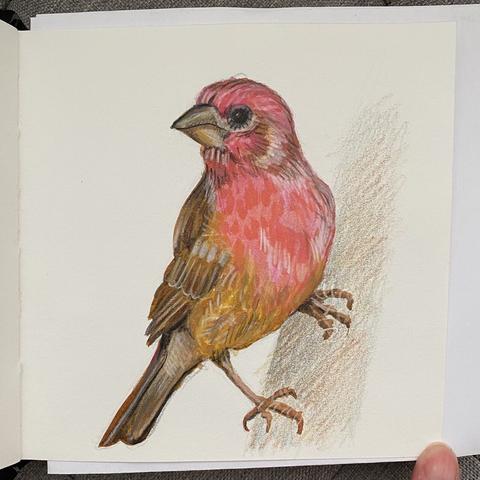Color drawing of a red and brown bird