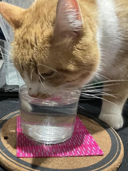 Chat roux buvant dans un verre.