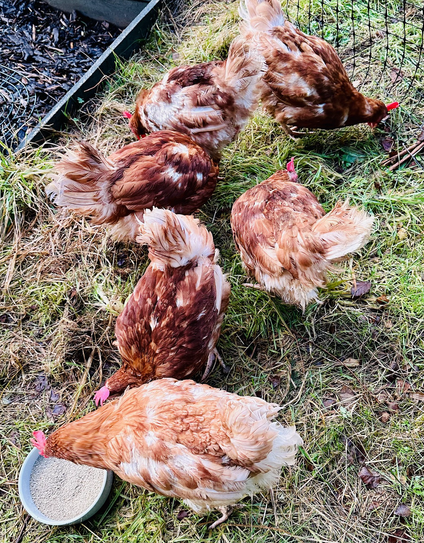 “It is little known that the chickens that produce the eggs that are consumed for breakfast, for baking and cooking are deemed not commercially viable at a mere 72 weeks of age. It’s around then that their egg production naturally starts to slow down and farmers look to replace them with newer, younger chickens who will keep egg production rates up. Commercial chickens are kept either in enriched cages, in barns or in free range systems. They are no longer kept in battery cages, but are still sometimes referred to as battery hens. These 72 week old chickens are sent to slaughter to be used in a range of products including human and pet foods despite a potential to live from 5-10 years, their lives are cut short. Rescue chickens find their way to smallholdings, allotments, schools, homes in towns, cities and the countryside.”