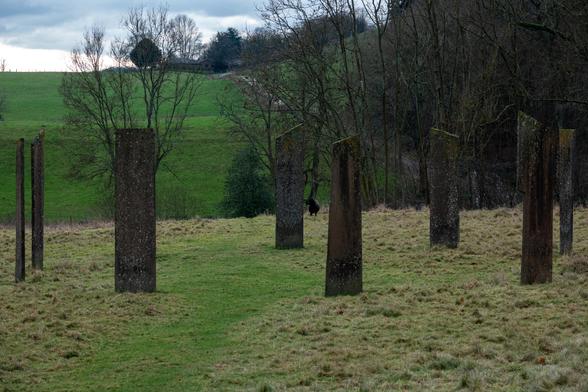 In a grassy field are a ring of thin, angular 'standing stones' of modern construction, and just behind one of them, a black sheep. Behind that, the land dips down, and there are leaf-bare trees, and more grassy fields rising up to another hill.
