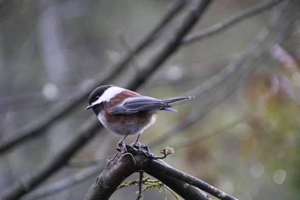 #chestnutbackedchickadee , even more energetic than the blackcapped chickadee. #birdphotography #nature